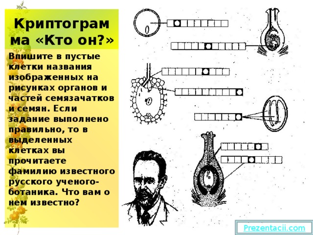 Криптограмма «Кто он?» Впишите в пустые клетки названия изображенных на рисунках органов и частей семязачатков и семян. Если задание выполнено правильно, то в выделенных клетках вы прочитаете фамилию известного русского ученого-ботаника. Что вам о нем известно? 
