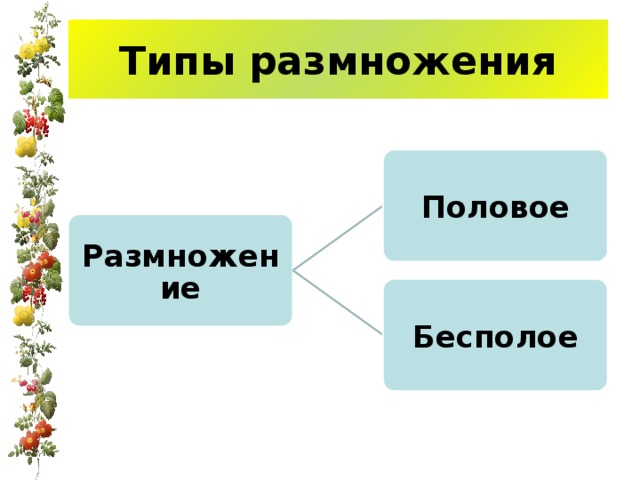 Типы размножения Половое Размножение Бесполое 