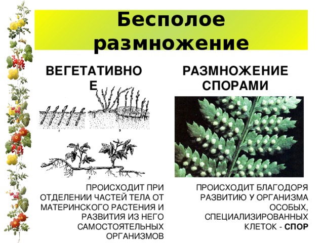 Бесполое размножение ВЕГЕТАТИВНОЕ РАЗМНОЖЕНИЕ СПОРАМИ ПРОИСХОДИТ ПРИ ОТДЕЛЕНИИ ЧАСТЕЙ ТЕЛА ОТ МАТЕРИНСКОГО РАСТЕНИЯ И РАЗВИТИЯ ИЗ НЕГО САМОСТОЯТЕЛЬНЫХ ОРГАНИЗМОВ ПРОИСХОДИТ БЛАГОДОРЯ РАЗВИТИЮ У ОРГАНИЗМА ОСОБЫХ, СПЕЦИАЛИЗИРОВАННЫХ КЛЕТОК - СПОР 