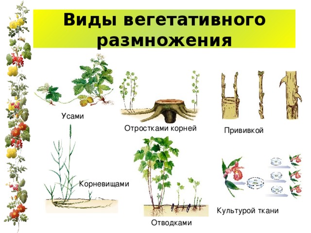 Виды вегетативного размножения Усами Отростками корней Прививкой Корневищами Культурой ткани Отводками 