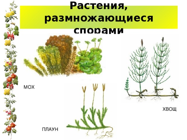 Растения, размножающиеся спорами МОХ ХВОЩ ПЛАУН 