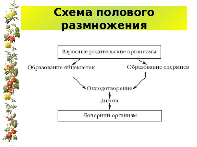 Схема полового размножения 