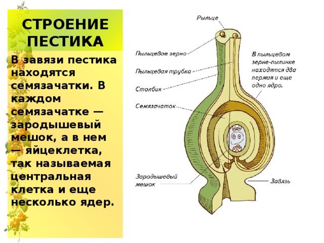 СТРОЕНИЕ ПЕСТИКА В завязи пестика находятся  семязачатки. В каждом семязачатке — зародышевый мешок, а в нем — яйцеклетка, так называемая центральная клетка и еще несколько ядер. 