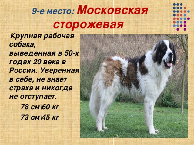 Московская сторожевая 4 месяца как должна выглядеть