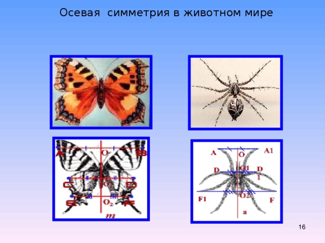  Осевая симметрия в животном мире  