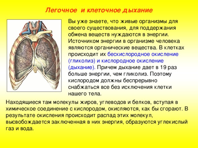 Легочное и клеточное дыхание Вы уже знаете, что живые организмы для своего существования, для поддержания обмена веществ нуждаются в энергии. Источником энергии в организме человека являются органические вещества. В клетках происходит их бескислородное окисление (гликолиз) и кислородное окисление (дыхание). Причем дыхание дает в 19 раз больше энергии, чем гликолиз. Поэтому кислородом должны беспрерывно снабжаться все без исключения клетки нашего тела. Находящиеся там молекулы жиров, углеводов и белков, вступая в химическое соединение с кислородом, окисляются, как бы сгорают. В результате окисления происходит распад этих молекул, высвобождается заключенная в них энергия, образуются углекислый газ и вода.