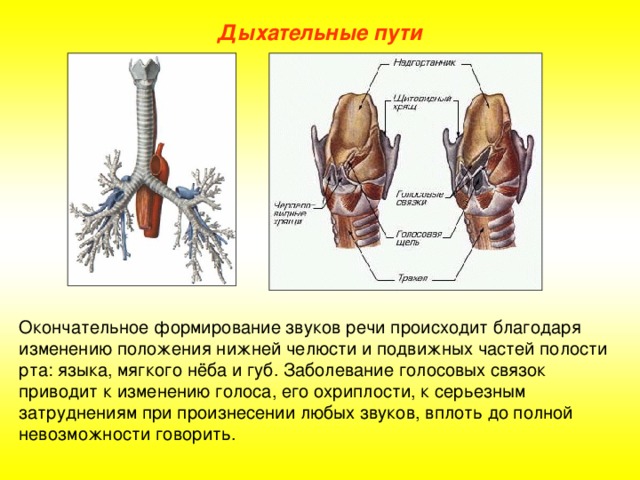 Дыхательные пути Окончательное формирование звуков речи происходит благодаря изменению положения нижней челюсти и подвижных частей полости рта: языка, мягкого нёба и губ. Заболевание голосовых связок приводит к изменению голоса, его охриплости, к серьезным затруднениям при произнесении любых звуков, вплоть до полной невозможности говорить.
