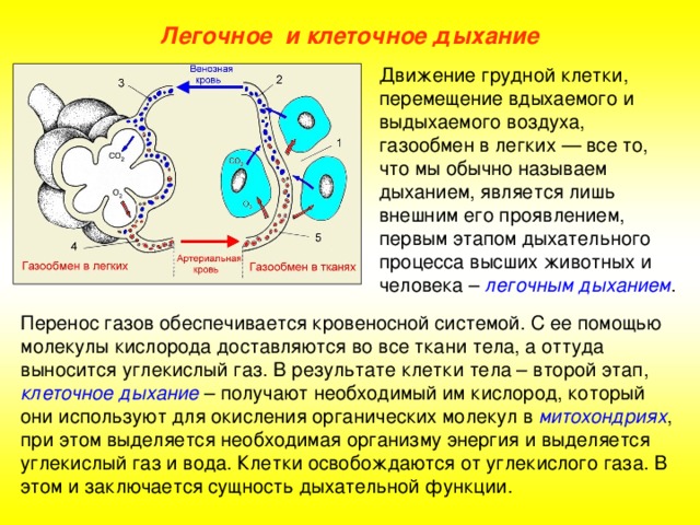 Во сколько раз клеточное дыхание эффективнее гликолиза в энергетическом плане