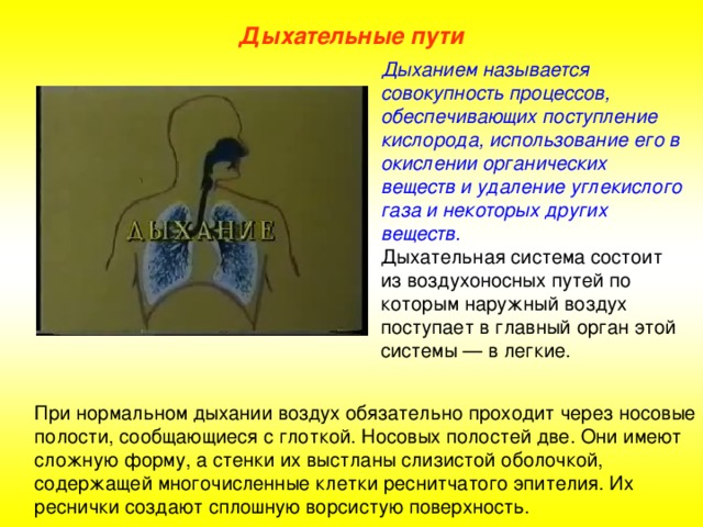 Дыхательные пути Дыханием называется совокупность процессов, обеспечивающих поступление кислорода, использование его в окислении органических веществ и удаление углекислого газа и некоторых других веществ. Дыхательная система состоит из воздухоносных путей по которым наружный воздух поступает в главный орган этой системы — в легкие. При нормальном дыхании воздух обязательно проходит через носовые полости, сообщающиеся с глоткой. Носовых полостей две. Они имеют сложную форму, а стенки их выстланы слизистой оболочкой, содержащей многочисленные клетки реснитчатого эпителия. Их реснички создают сплошную ворсистую поверхность.