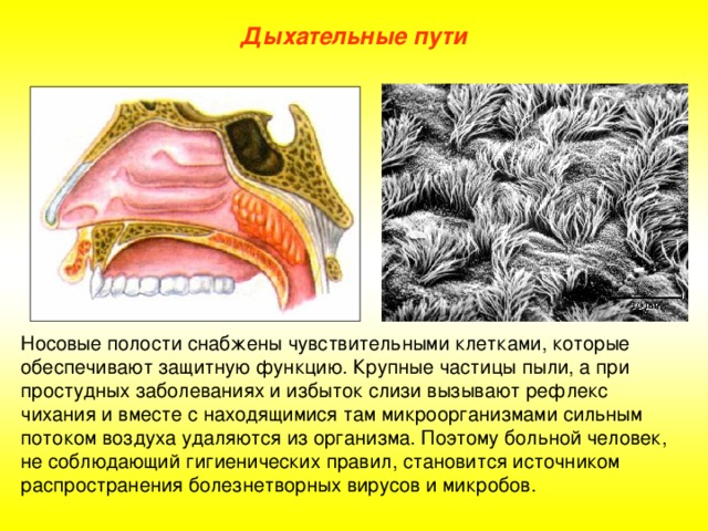 На рисунке изображен реснитчатый эпителий которым выстланы дыхательные пути и носовая полость какое