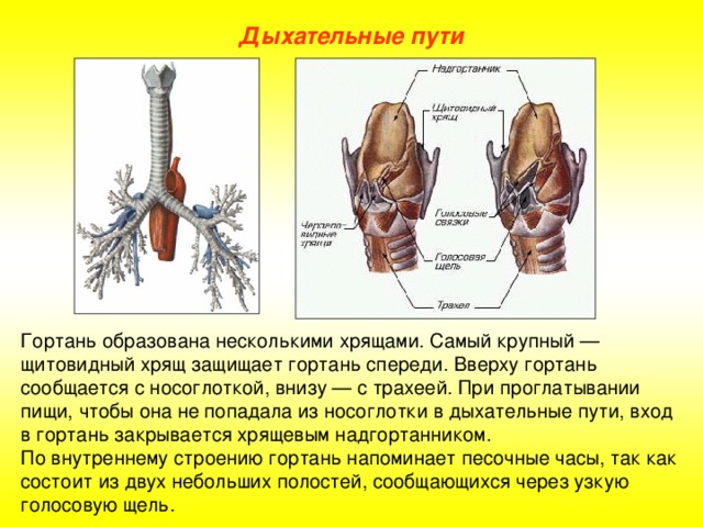 Дыхательные пути Гортань образована несколькими хрящами. Самый крупный — щитовидный хрящ защищает гортань спереди. Вверху гортань сообщается с носоглоткой, внизу — с трахеей. При проглатывании пищи, чтобы она не попадала из носоглотки в дыхательные пути, вход в гортань закрывается хрящевым надгортанником. По внутреннему строению гортань напоминает песочные часы, так как состоит из двух небольших полостей, сообщающихся через узкую голосовую щель.