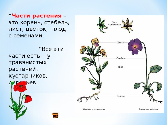 Травы презентация 1 класс