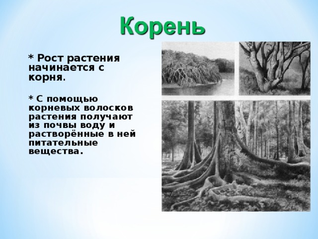Презентация растения сада 2 класс пнш