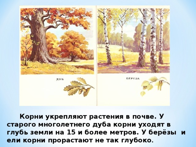  Корни укрепляют растения в почве. У старого многолетнего дуба корни уходят в глубь земли на 15 и более метров. У берёзы и ели корни прорастают не так глубоко . 