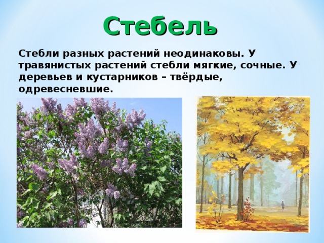 Деревья кустарники травы презентация 1 класс