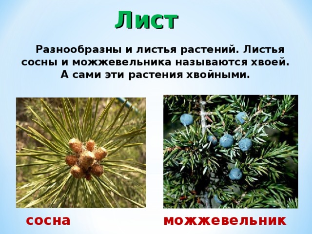 Презентация растения сада 2 класс пнш