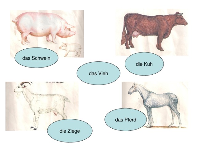 das Schwein die Kuh das Vieh das Pferd die Ziege 