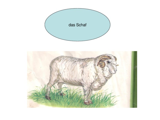 das Schaf 