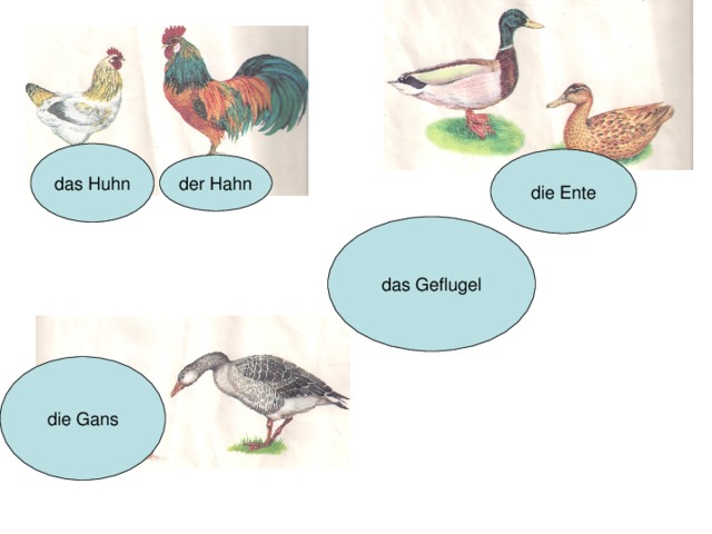 das Huhn die Ente der Hahn das Geflugel die Gans 