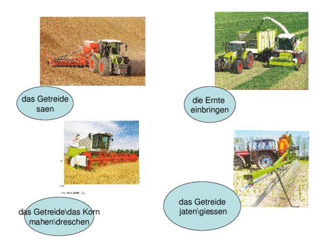 das Getreide saen die Ernte einbringen das Getreide  jaten\giessen das Getreide\das Korn mahen\dreschen 