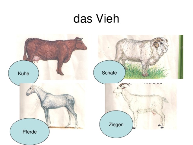 das Vieh Kuhe Schafe Ziegen Pferde 