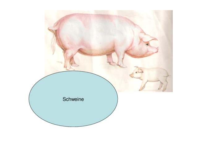 Schweine 