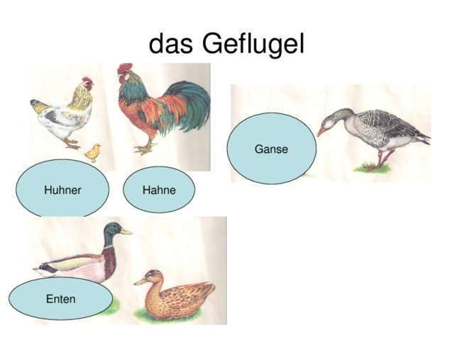 das Geflugel Ganse Huhner Hahne Enten 