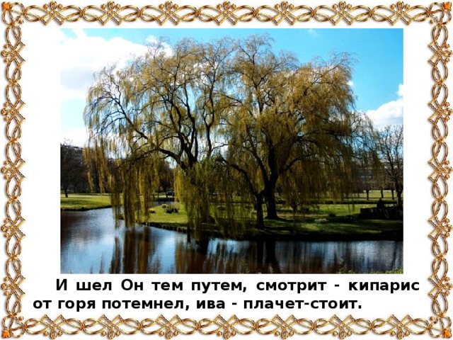 И шел Он тем путем, смотрит - кипарис от горя потемнел, ива - плачет-стоит.