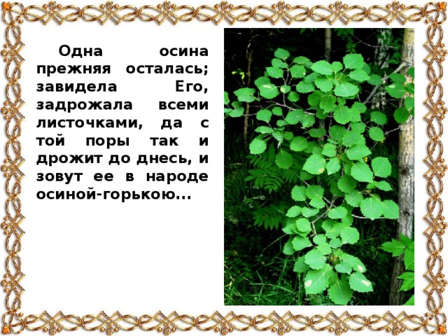 Одна осина прежняя осталась; завидела Его, задрожала всеми листочками, да с той поры так и дрожит до днесь, и зовут ее в народе осиной-горькою...
