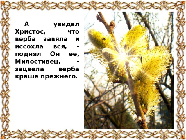 А увидал Христос, что верба завяла и иссохла вся, - поднял Он ее, Милостивец, - зацвела верба краше прежнего.