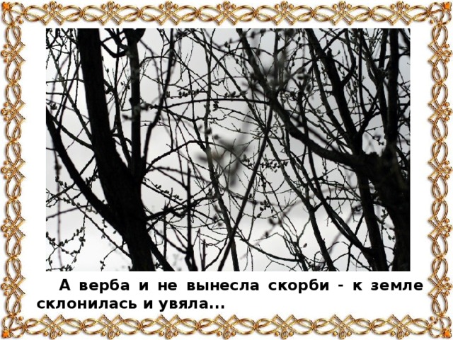 А верба и не вынесла скорби - к земле склонилась и увяла...