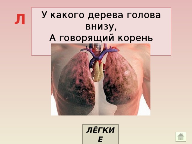 У какого дерева голова внизу, А говорящий корень вверху? Л ЛЁГКИЕ
