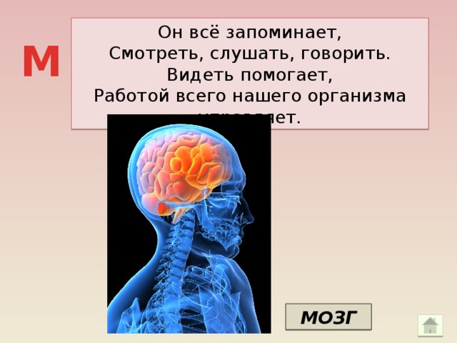 Он всё запоминает, Смотреть, слушать, говорить. Видеть помогает, Работой всего нашего организма управляет. М МОЗГ