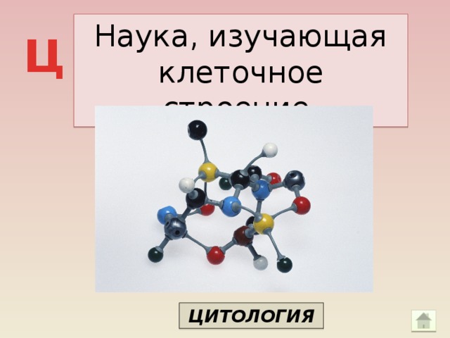 Наука, изучающая клеточное строение. Ц ЦИТОЛОГИЯ