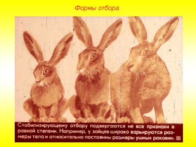 Формы естественного отбора