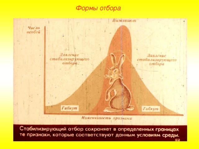 Формы отбора  