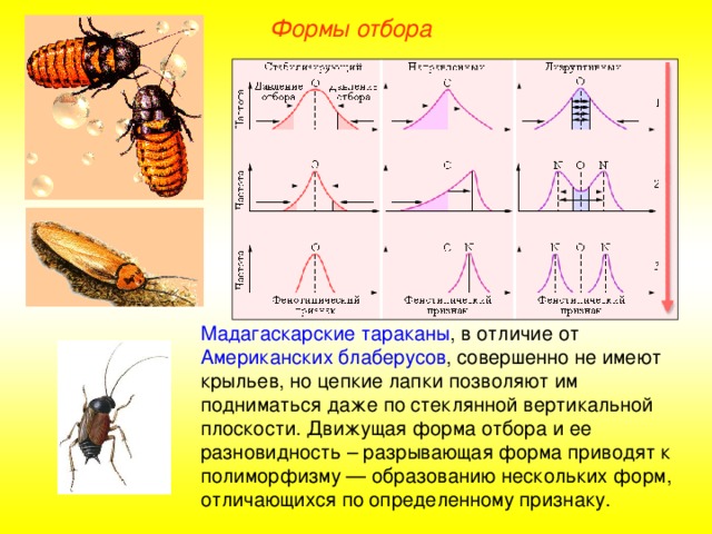 Картинки У КАКИХ ОТРЯДОВ НАСЕКОМЫХ ПОЛНОЕ ПРЕВРАЩЕНИЕ