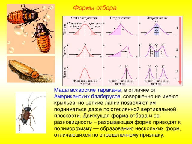 Формы отбора Мадагаскарские тараканы , в отличие от Американских блаберусов , совершенно не имеют крыльев, но цепкие лапки позволяют им подниматься даже по стеклянной вертикальной плоскости. Движущая форма отбора и ее разновидность – разрывающая форма приводят к полиморфизму — образованию нескольких форм, отличающихся по определенному признаку.  
