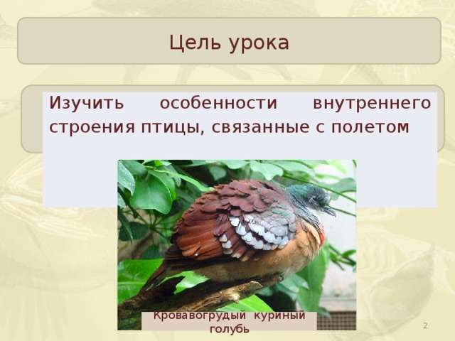 Цель урока Изучить особенности внутреннего строения птицы, связанные с полетом Кровавогрудый куриный голубь