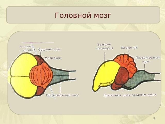 Головной мозг
