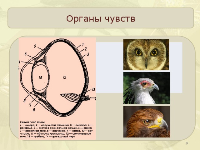 Строение яйца птицы рисунок с подписями