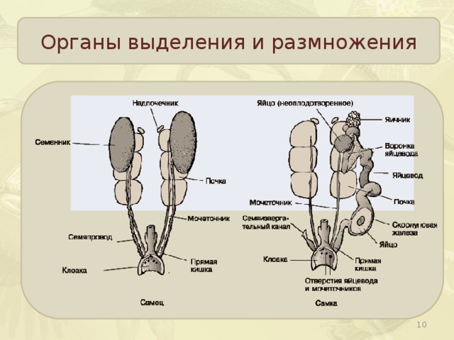 Органы выделения и размножения