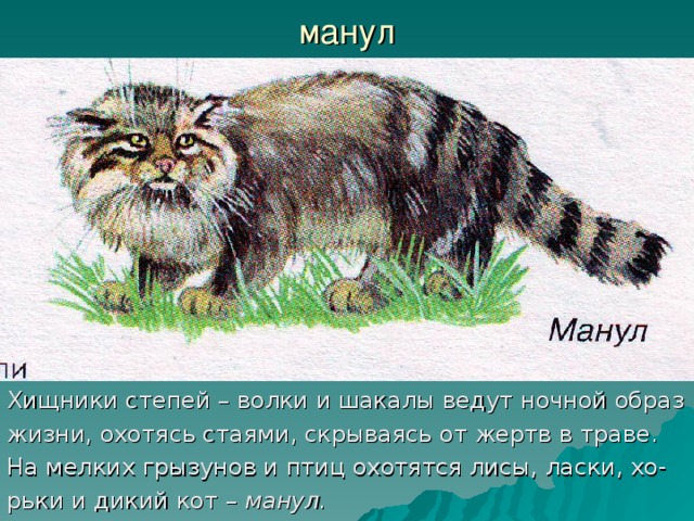 Манул презентация 3 класс