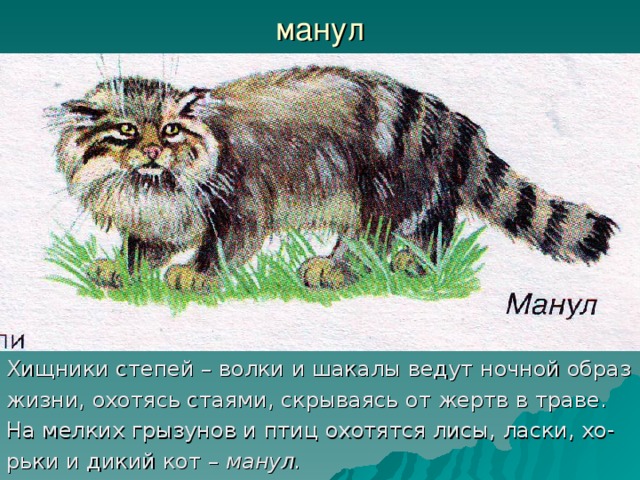 манул Хищники степей – волки и шакалы ведут ночной образ жизни, охотясь стаями, скрываясь от жертв в траве. На мелких грызунов и птиц охотятся лисы, ласки, хо- рьки и дикий кот – манул. 