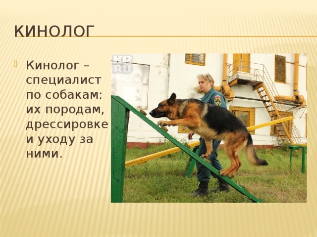 Профессия кинолог презентация