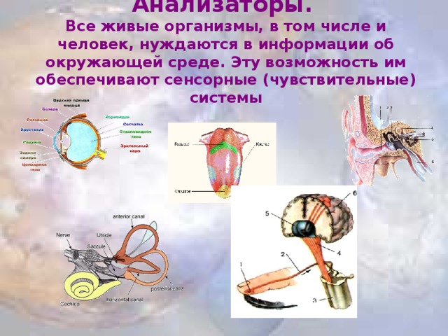 Проверочная работа по теме анализаторы