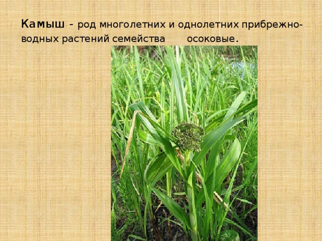 Семейство осоковые презентация