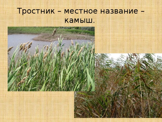 Камыш и рогоз отличие картинки