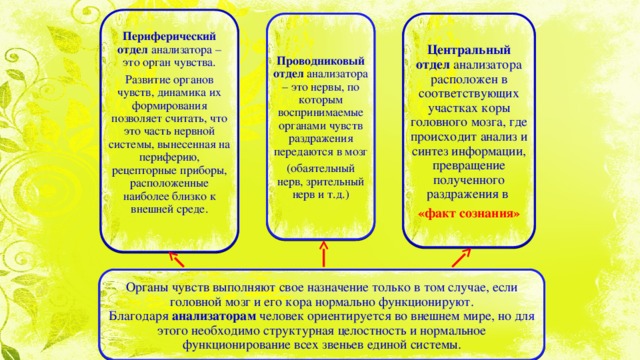 Периферический отдел анализатора – это орган чувства. Развитие органов чувств, динамика их формирования позволяет считать, что это часть нервной системы, вынесенная на периферию, рецепторные приборы, расположенные наиболее близко к внешней среде. Центральный отдел анализатора расположен в соответствующих участках коры головного мозга, где происходит анализ и синтез информации, превращение полученного раздражения в Проводниковый отдел анализатора – это нервы, по которым воспринимаемые органами чувств раздражения передаются в мозг «факт сознания» (обаятельный нерв, зрительный нерв и т.д.) Органы чувств выполняют свое назначение только в том случае, если головной мозг и его кора нормально функционируют.  Благодаря анализаторам человек ориентируется во внешнем мире, но для этого необходимо структурная целостность и нормальное функционирование всех звеньев единой системы. 