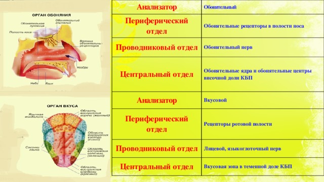 Анализатор Обонятельный Периферический отдел Обонятельные рецепторы в полости носа Проводниковый отдел Обонятельный нерв Центральный отдел Обонятельные ядра и обонятельные центры височной доли КБП Анализатор Вкусовой Периферический отдел Рецепторы ротовой полости Проводниковый отдел Центральный отдел Лицевой, языкоглоточный нерв Вкусовая зона в теменной доле КБП 